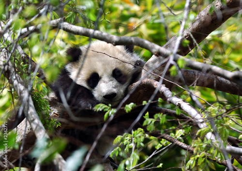 baby panda