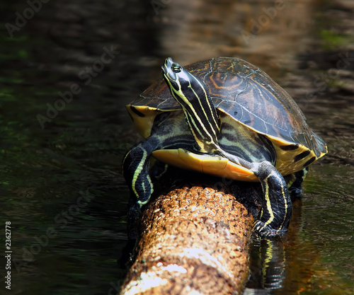 florida redbelly turtle
