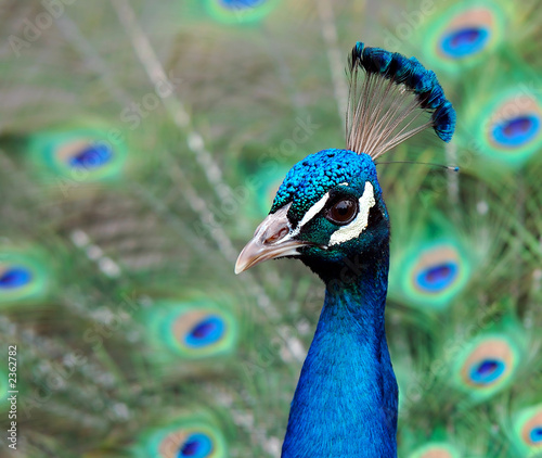 indian blue peacock - pavo cristatus