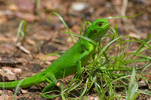jeune iguane vert dans l'herbe