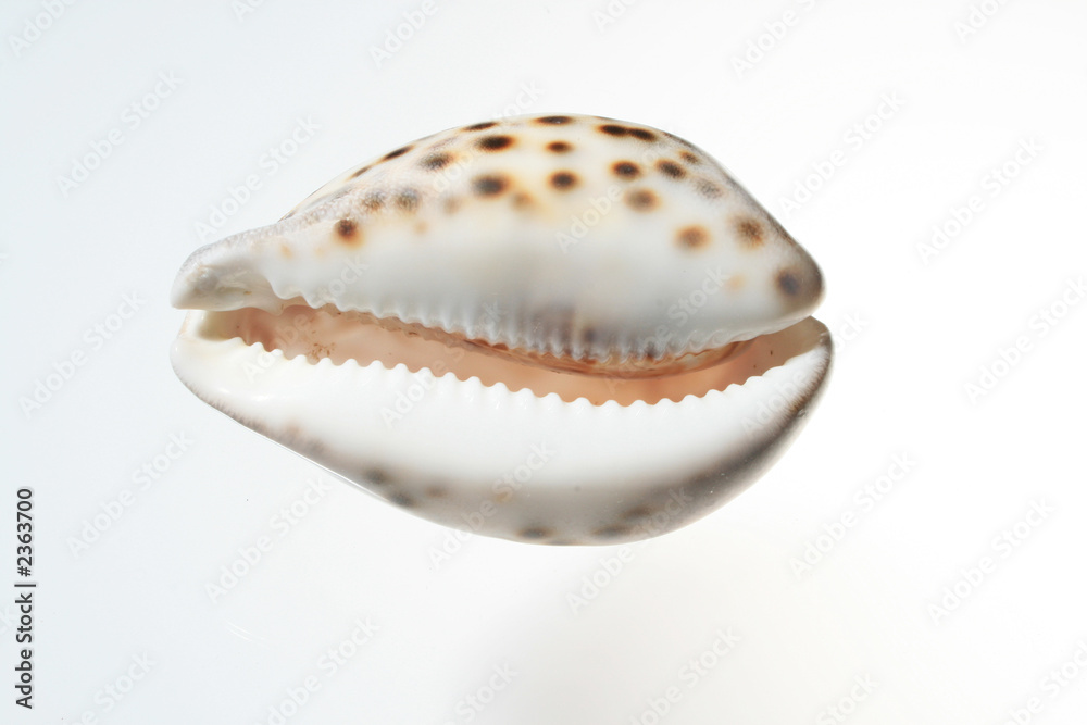 sea shell 8539 sea shell 8539