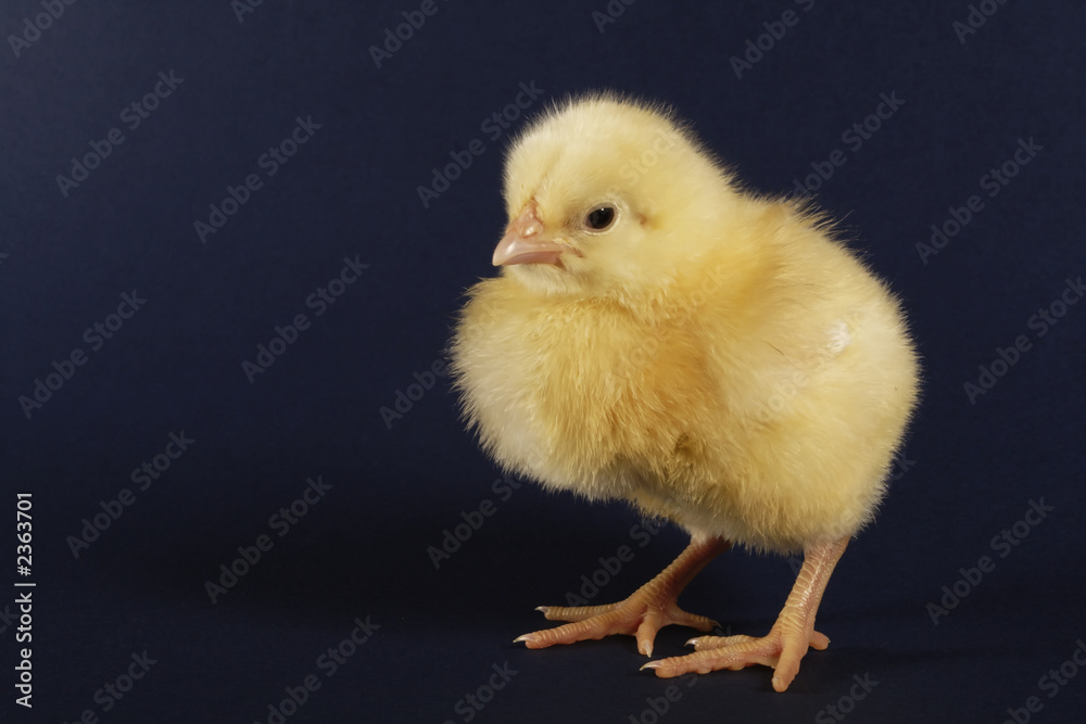 the chick the chick