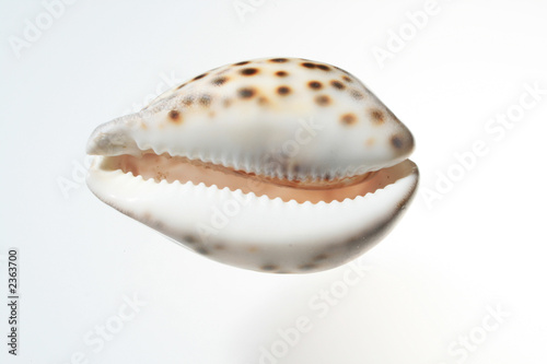 sea shell 8539