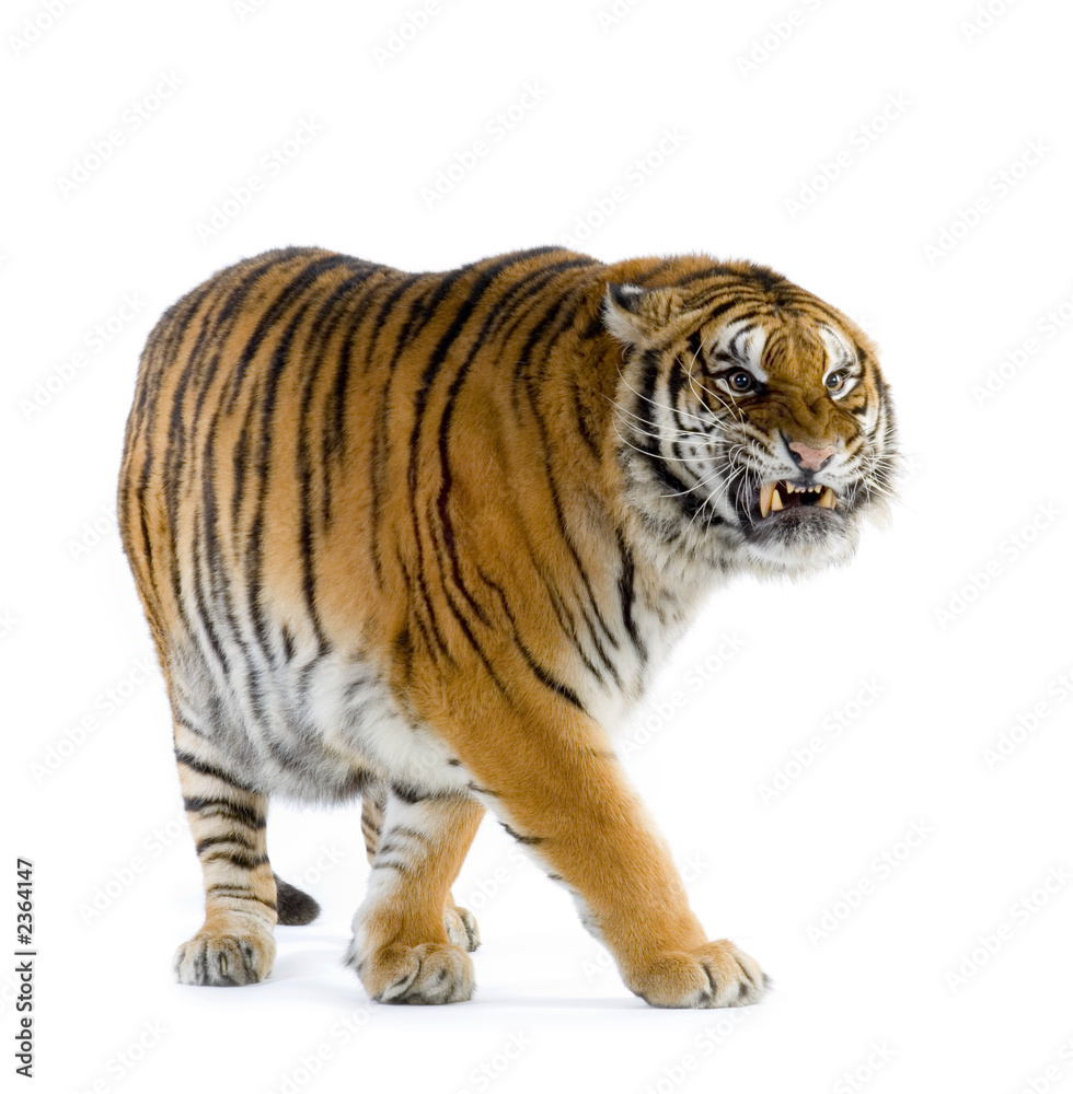 Obraz premium tigre debout