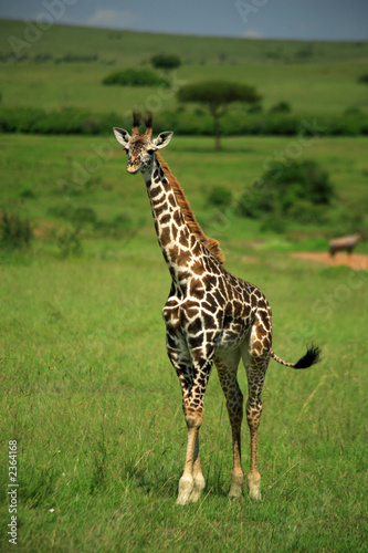 strolling giraffe