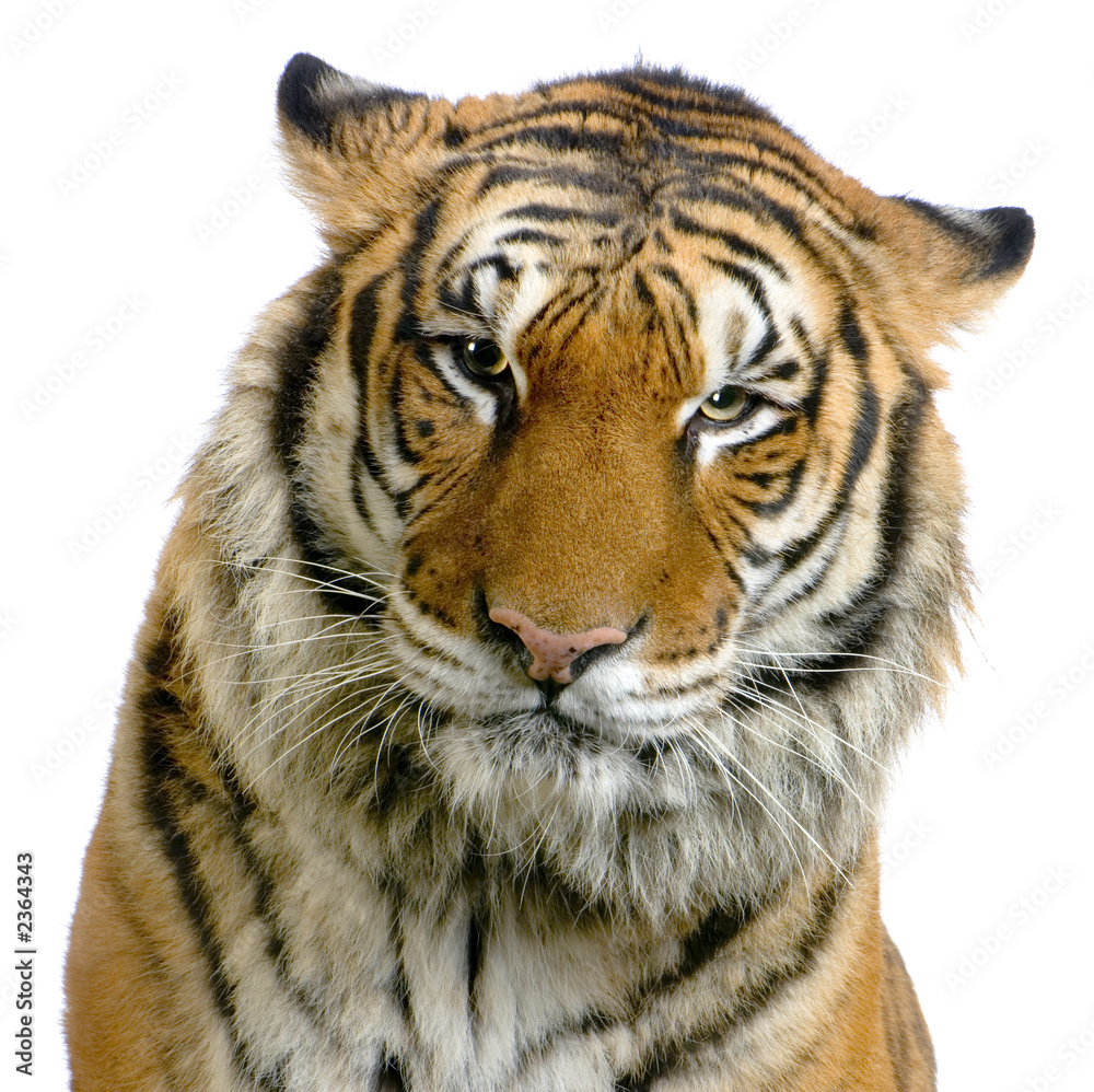 close-up d'un tigre close-up d'un tigre