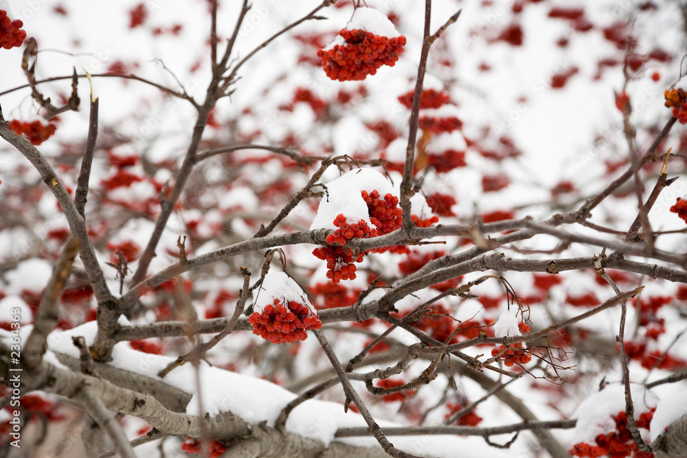 ashberry under snow ashberry under snow