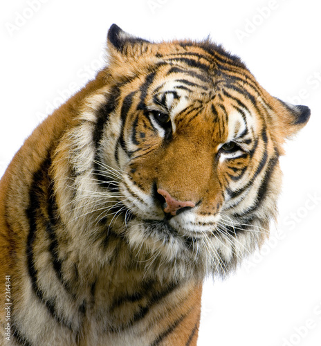 close-up d un tigre