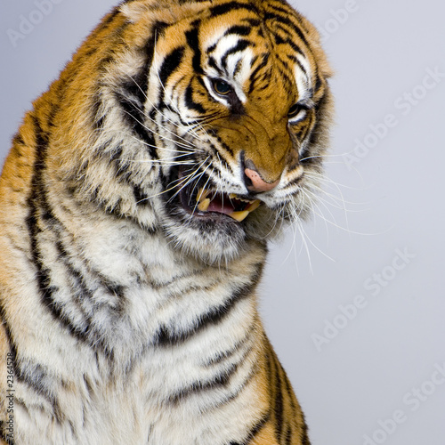 close-up d un tigre agressif