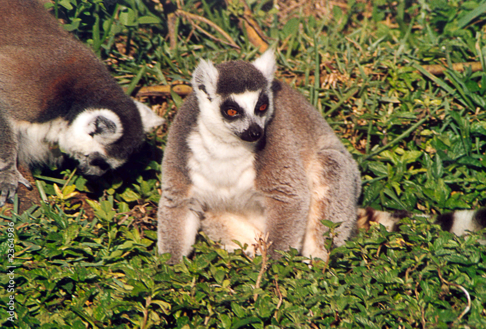ring-tailed lemur 1