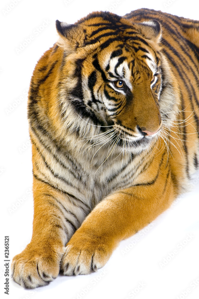 Obraz premium tigre couché