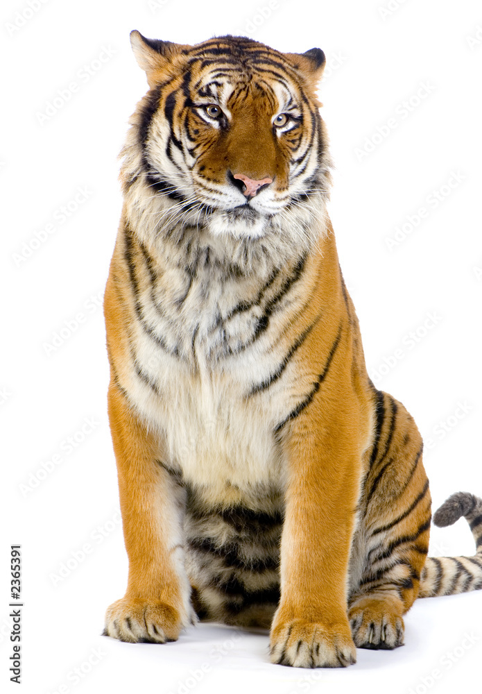 Fototapeta premium siedzący tygrys