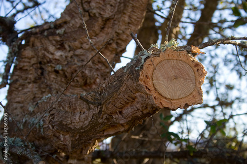 cork oak cut