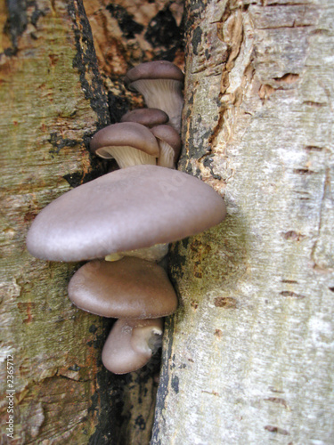 fungi between branches