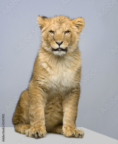 lionceau de 7 mois assis © Eric Isselée