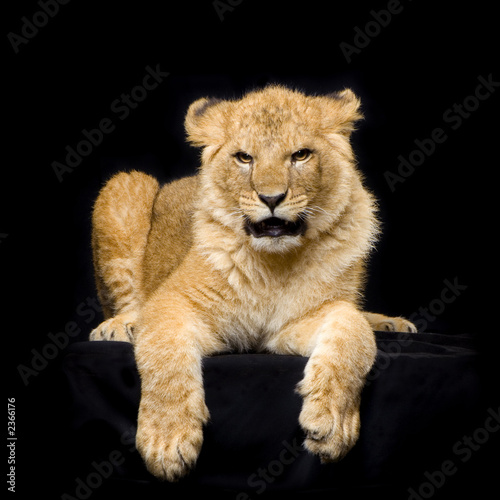 lionceau de 7 mois © Eric Isselée