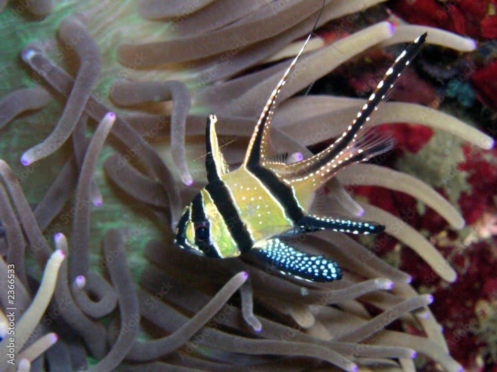 banggaikardinalbarsch StockFoto Adobe Stock