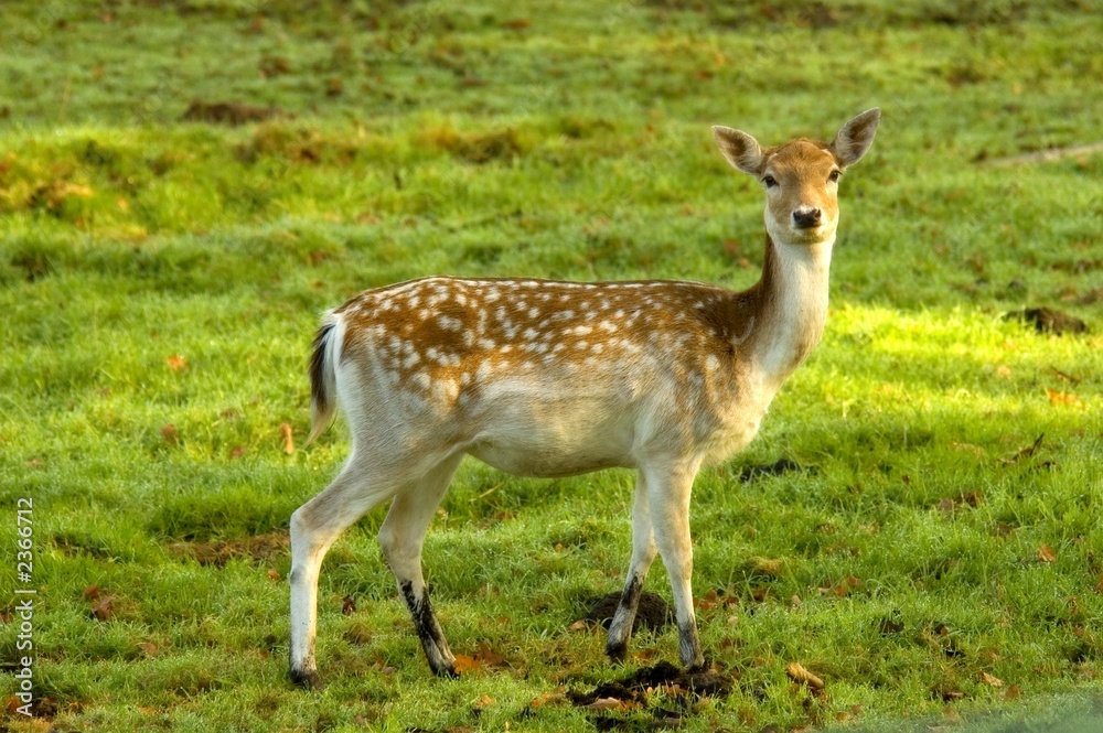 deer deer