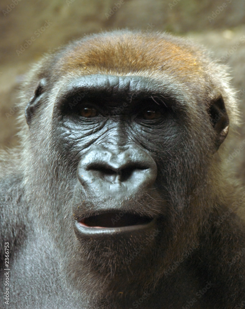 Obraz premium surprised gorilla