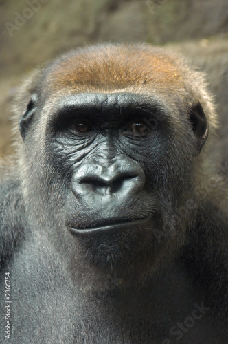 frowning gorilla © David Biagi