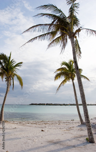 palm trees on caribean beach