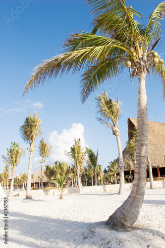 palm trees on the white sand beach