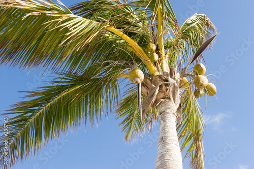 palm tree - closeup