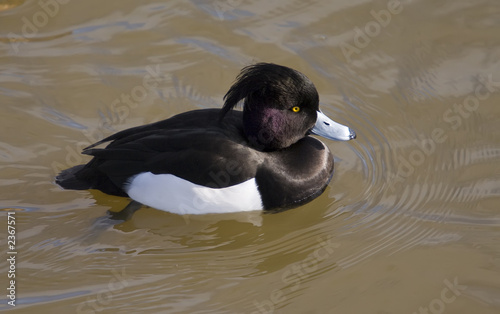 tufted duck photo