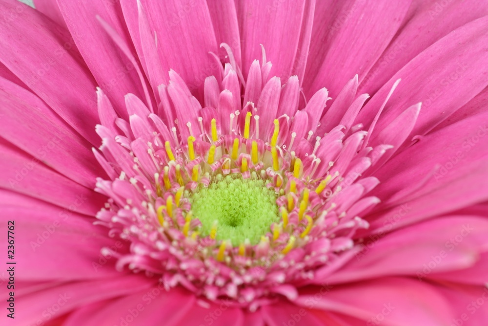 gerbera gerbera