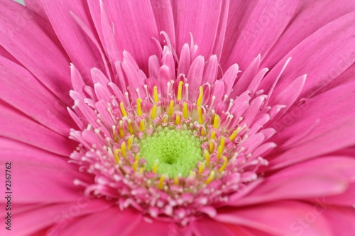 gerbera