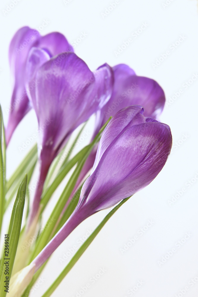 violet crocuses