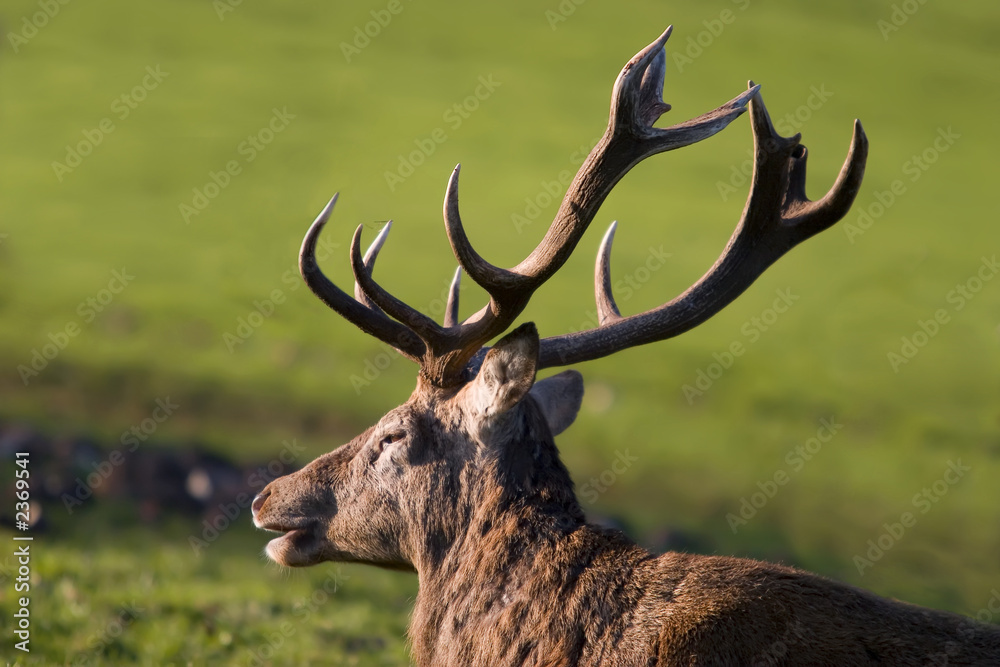 stag lying down