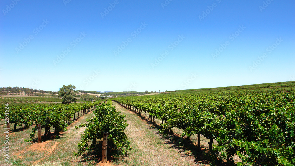 clear sky vineyard