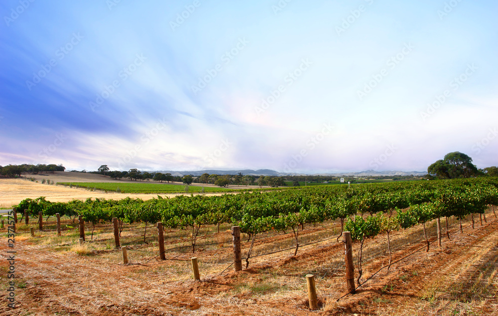 summer dusk vineyard