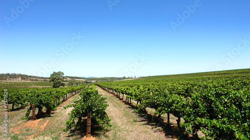 clear sky vineyard
