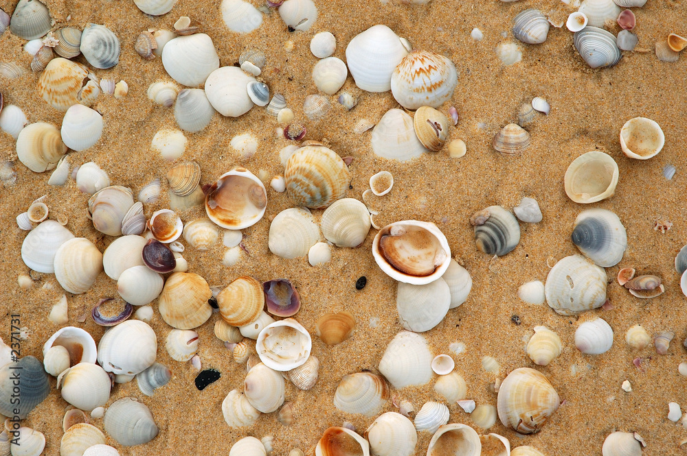 shells in the sand shells in the sand