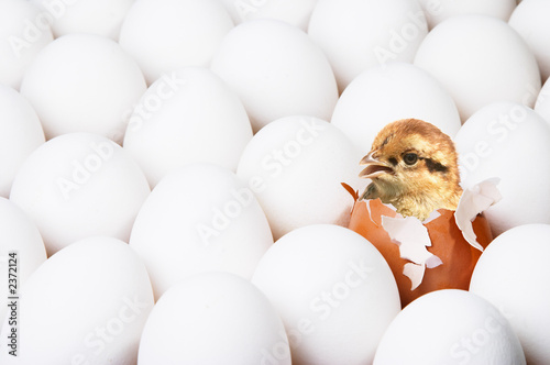 Fotomurale new-born chick