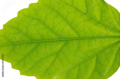 juicy leaf