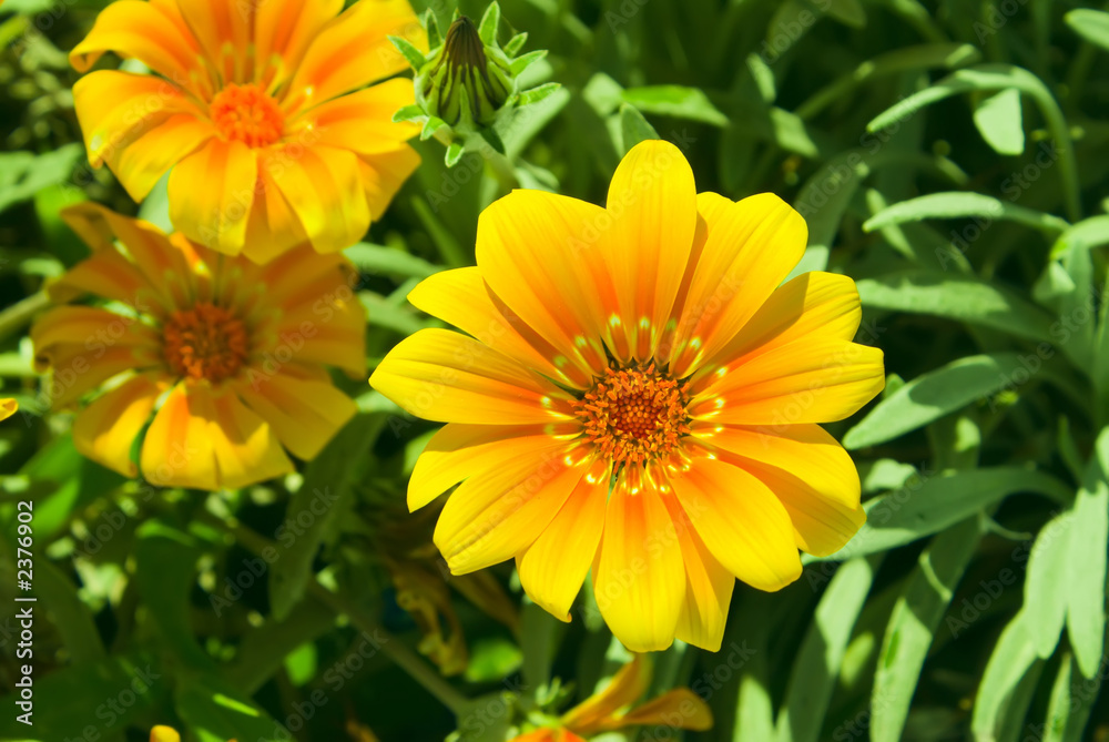 Yellow bright sunny flowers background over green. Yellow bright sunny flowers background over green.