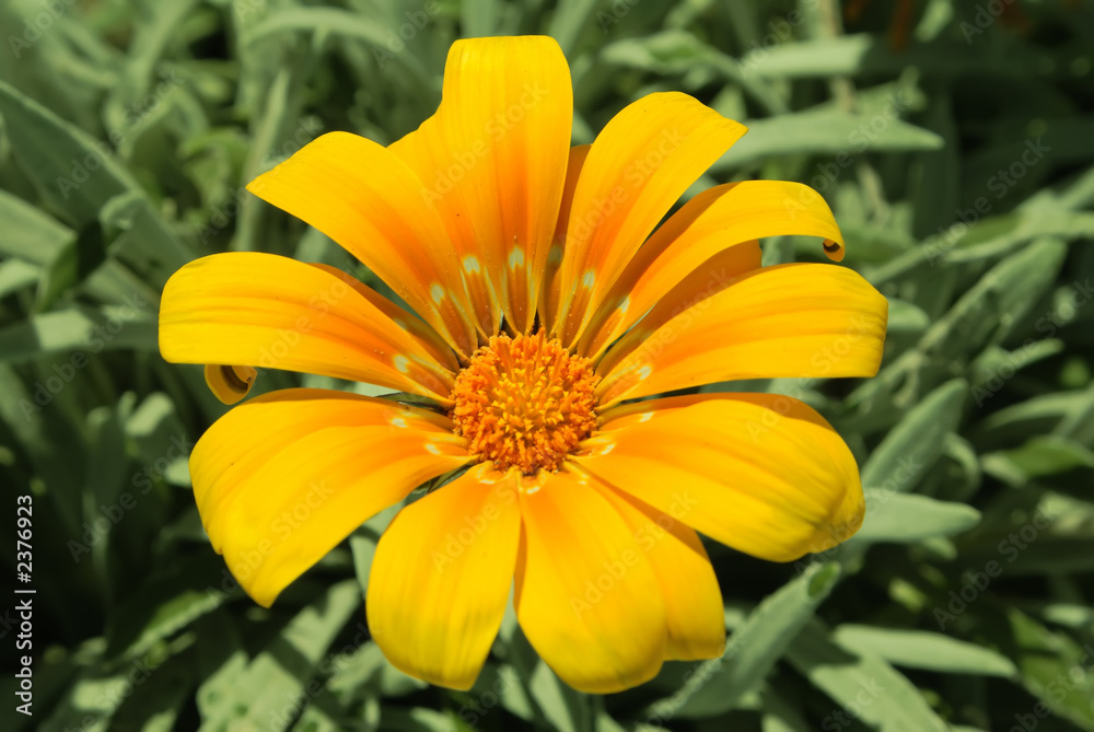Yellow bright sunny flowers background over green. Yellow bright sunny flowers background over green.