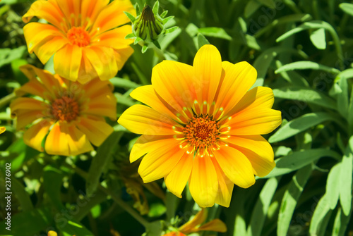 Yellow bright sunny flowers background over green.
