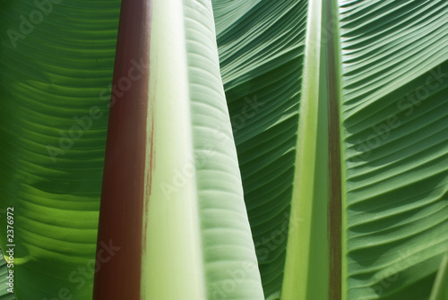 Banana tree. Big bright green leaves close-up.
