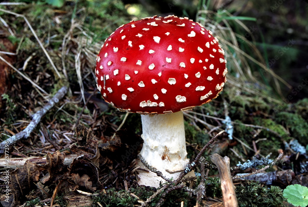 red mushroom