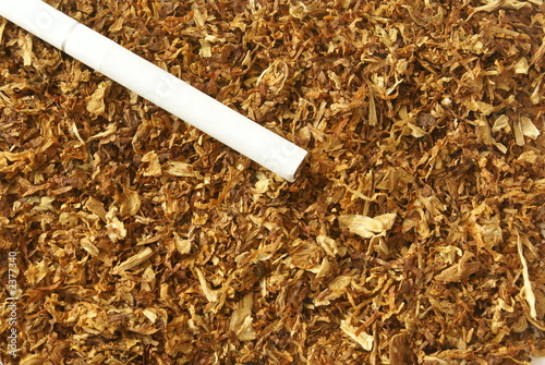 Dried light brown sliced tobacco leaves background close-up.