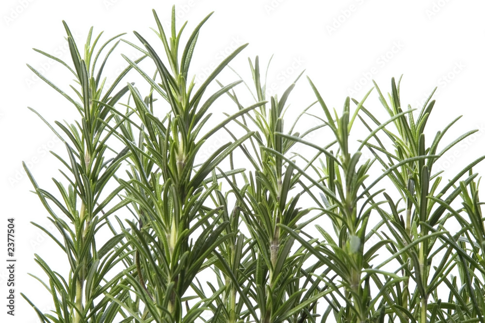 growing rosemary growing rosemary