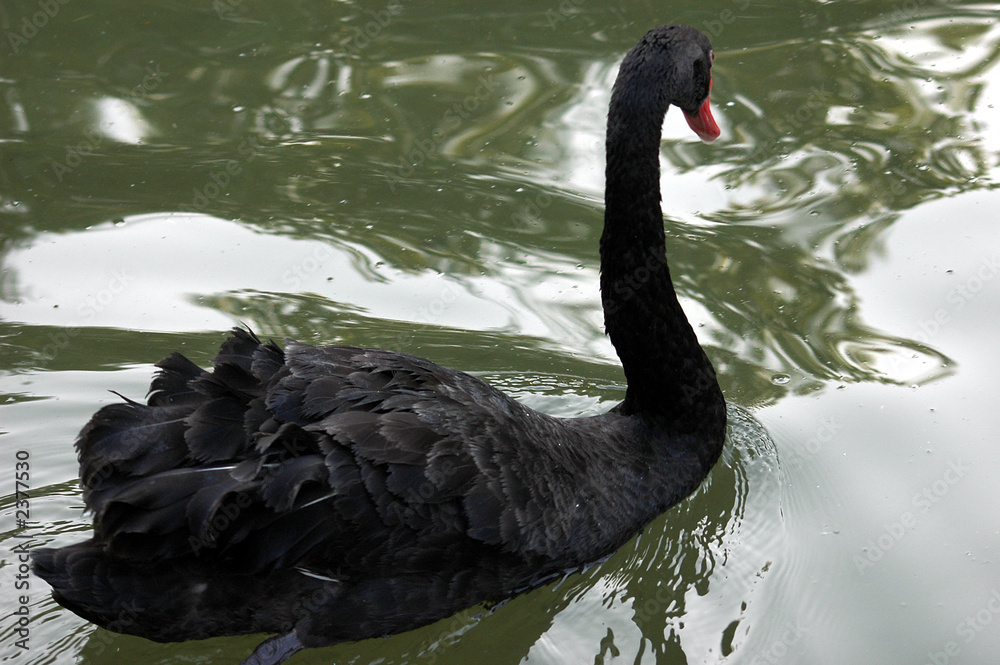 Fototapeta premium cisne negro