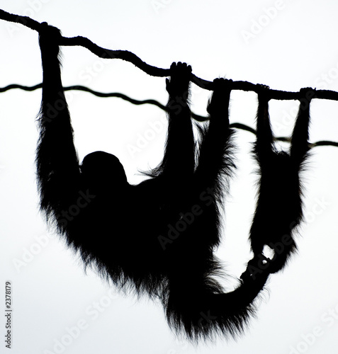 Tablou pe pânză orang utans silhouette