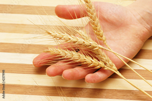 hand holding wheat ears on a wooden board photo