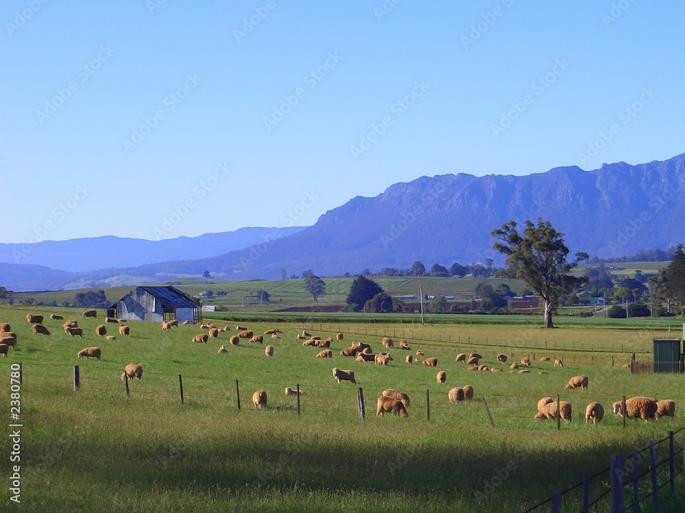 lush pastures