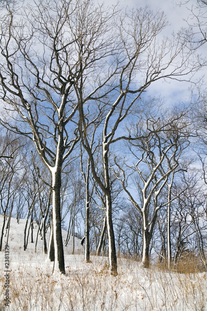 winter forest